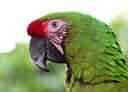 動物図鑑、ヒワコンゴウインコ